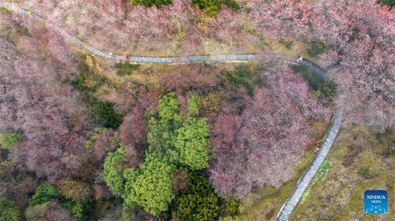 Ανθισμ?νε? δαμασκηνι?? στην π?λη Χουανγκσ?ν τη? επαρχ?α? Ανχου??