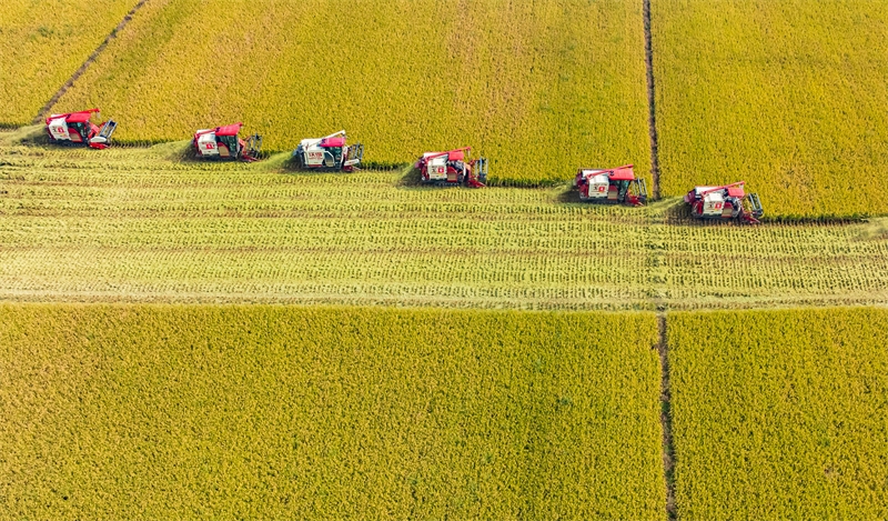 Καλλιεργητ?? και αγρ?τε? συλλ?γουν ρ?ζι σε χωρ?φι. (Φωτογραφ?α / Xinhua)