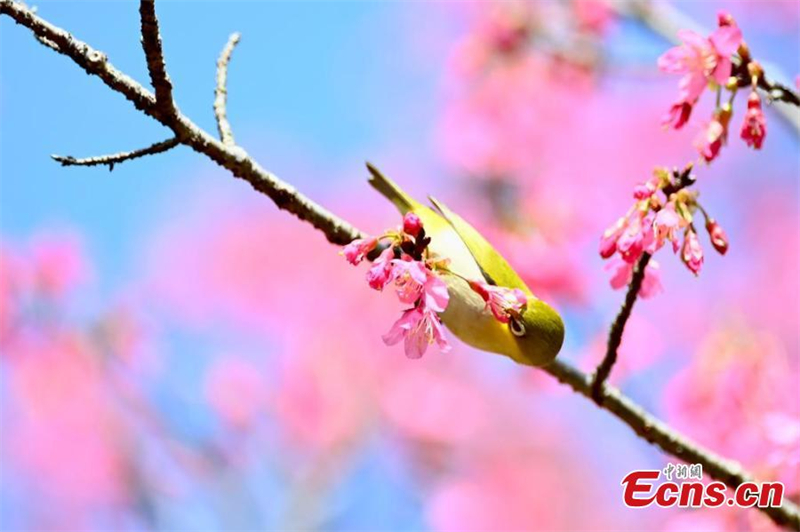 Εικ?νε? τη? ?νοιξη? στη Φουτζι?ν τη? Κ?να?