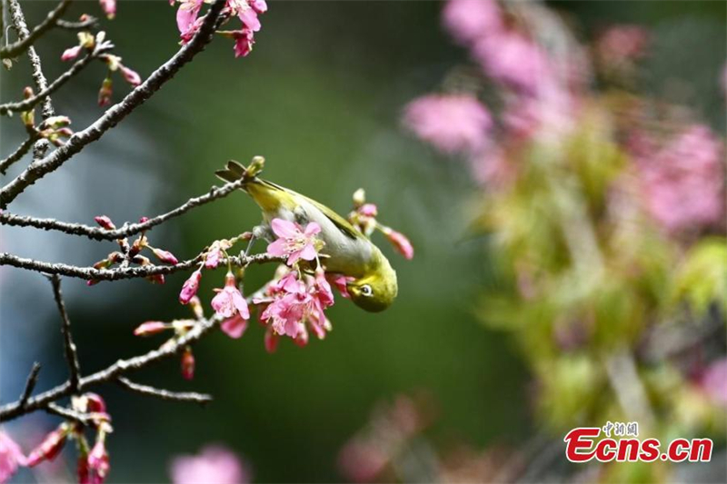 Εικ?νε? τη? ?νοιξη? στη Φουτζι?ν τη? Κ?να?