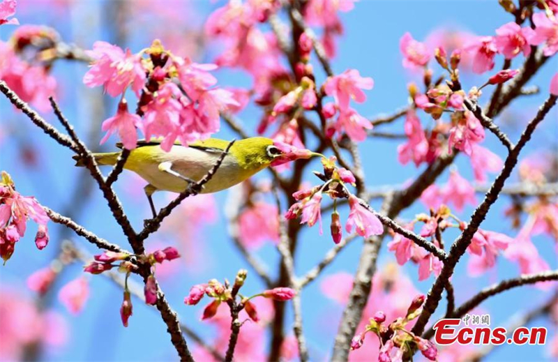 ?να πουλ?κι συλλ?γει ν?κταρ απ? ?να λουλο?δι στη Φουτζο?, στην επαρχ?α Φουτζι?ν τη? ανατολικ?? Κ?να?, στι? 3 Μαρτ?ου 2025. Φωτογραφ?α : China News Service