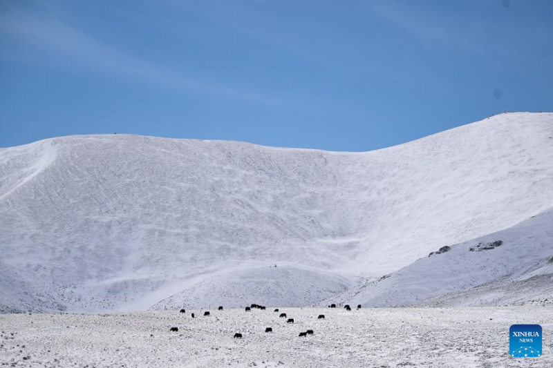 Οι χιονισμ?νε? κορφ?? τη? Θιβετιαν?? Αυτ?νομη? Περιφ?ρεια? του Γκ?λογκ στην επαρχ?α Τσινγκχ?ι