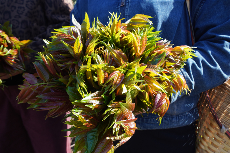 ?γρια, βρ?σιμα ανοιξι?τικα φυτ? απ? τη Γιουν?ν προσφ?ρουν μοναδικ?? γε?σει?