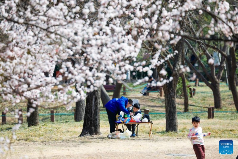 Τουρ?στε? απεικον?ζονται κ?τω απ? ανθισμ?να δ?ντρα στο ?ρο? Τσι?νφο στην π?λη Τζιν?ν, στην ανατολικ? Κ?να, στην επαρχ?α Σαντ?νγκ, στι? 16 Μαρτ?ου 2025.