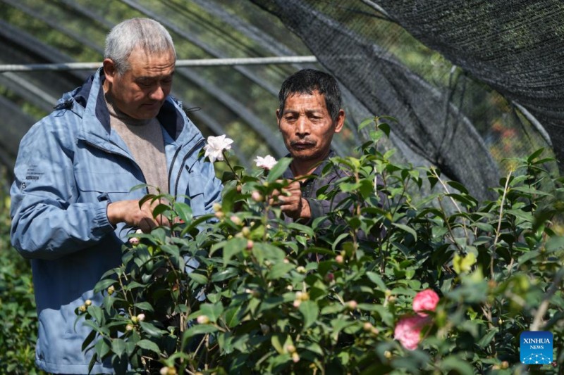 Ιστορ?α τη? Τζο?μα, τη? Κινεζικ?? π?λη? τη? καμ?λια? μ?σα απ? τα μ?τια εν?? παραγωγο?