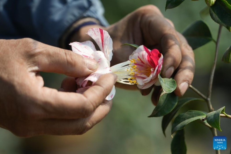 Ιστορ?α τη? Τζο?μα, τη? Κινεζικ?? π?λη? τη? καμ?λια? μ?σα απ? τα μ?τια εν?? παραγωγο?