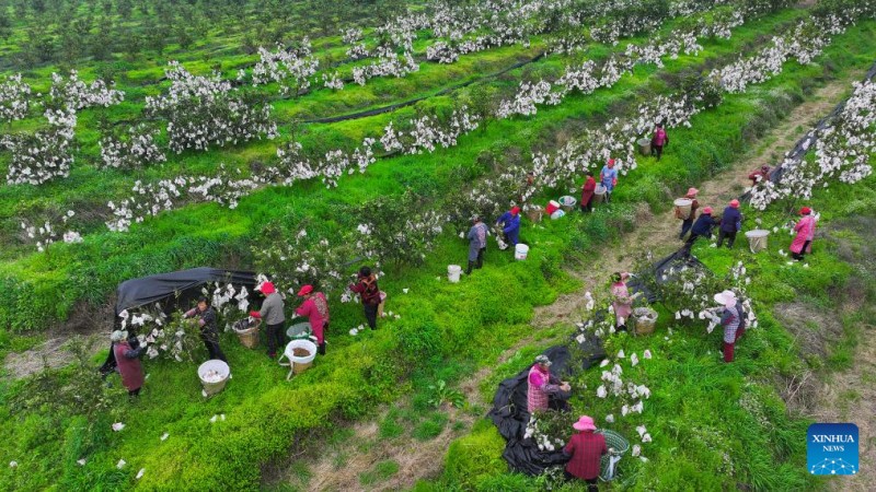Οι εντατικ?? εργασ?ε? των αγροτ?ν εν?ψει τη? Ισημερ?α? τη? ?νοιξη? (Τσουνφ?ν)