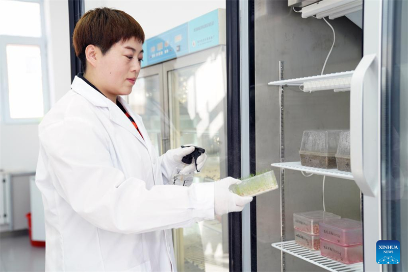 Σε πλ?ρη εξ?λιξη οι γεωργικ?? δραστηρι?τητε? στη Χε?λονγκτζι?νγκ