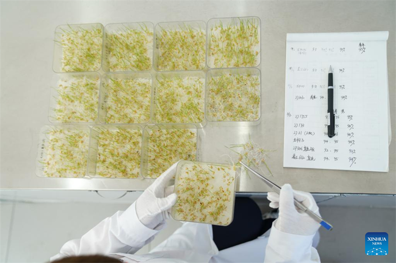 Σε πλ?ρη εξ?λιξη οι γεωργικ?? δραστηρι?τητε? στη Χε?λονγκτζι?νγκ