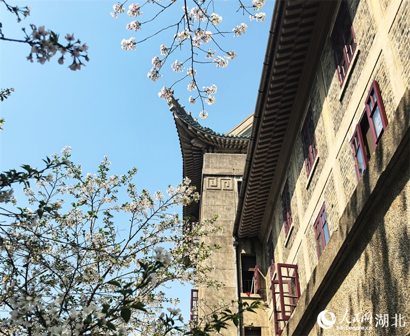 Οι Κερασι?? ?χουν ανθ?σει πλ?ρω? στο Πανεπιστ?μιο του Γουχ?ν