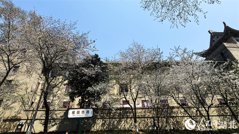 Οι Κερασι?? ?χουν ανθ?σει πλ?ρω? στο Πανεπιστ?μιο του Γουχ?ν