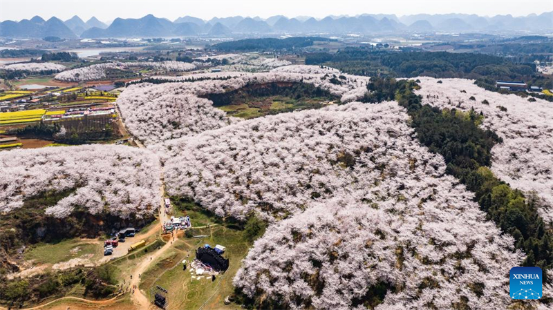 Φωτογραφ?α απ? drone στι? 26 Μαρτ?ου 2025 δε?χνει τι? ανθισμ?νε? κερασι?? στη Ν?α Περιοχ? Γκουε??ν, στη νοτιοδυτικ? επαρχ?α Γκουε?τζ?ου τη? Κ?να?. (Φωτογραφ?α / Xinhua)