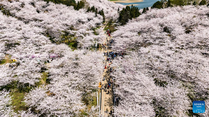 Εικ?νε? απ? τι? ανθισμ?νε? κερασι?? στη Ν?α Περιοχ? Γκουε??ν, στην επαρχ?α Γκουε?τζ?ου τη? Κ?να?