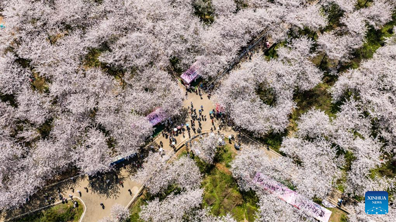 Εικ?νε? απ? τι? ανθισμ?νε? κερασι?? στη Ν?α Περιοχ? Γκουε??ν, στην επαρχ?α Γκουε?τζ?ου τη? Κ?να?