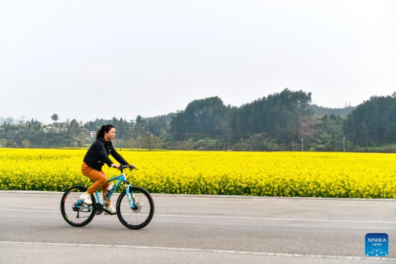 Η ανοιξι?τικη ανθοφορ?α ενισχ?ει τον αγροτουρισμ? στην Κομητε?α Γκουιντ?νγκ στη νοτιοδυτικ? Κ?να