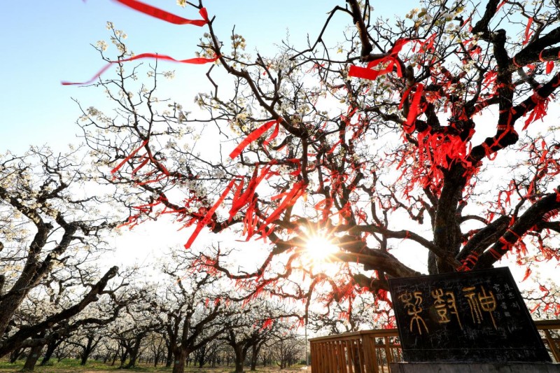 Ντανγκσ?ν, Ανχου?: εκατομμ?ρια ανθισμ?νε? αχλαδι?? σε ανθοφορ?α