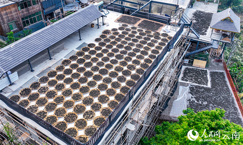 Ξεκ?νησε η ανοιξι?τικη συγκομιδ? τσαγιο? στο βουν? Τζινγκμ?ι στην π?λη Που’?ρ