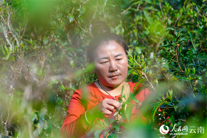 Ξεκ?νησε η ανοιξι?τικη συγκομιδ? τσαγιο? στο βουν? Τζινγκμ?ι στην π?λη Που’?ρ
