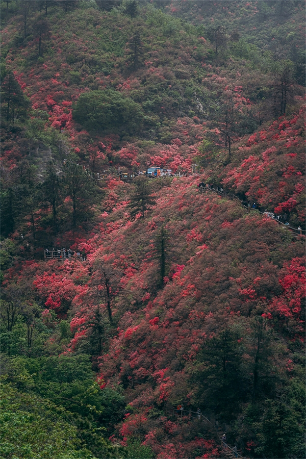 Οι Αζαλ?ε? σε πλ?ρη ?νθιση στο βουν? Γιουνγο? στη Γουχ?ν