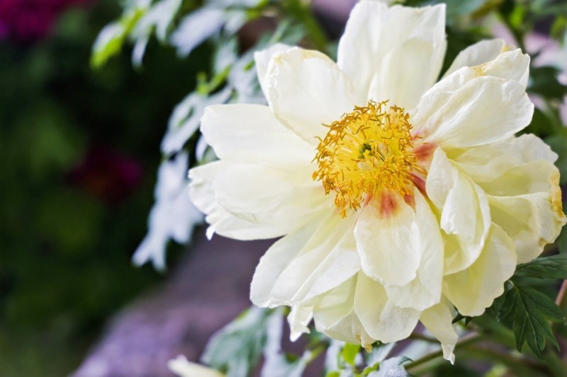 Το Λουογι?νγκ υποδ?χεται ν?ου? δημοσιογρ?φου? απ? την Ευρασ?α με ?ρωμα παι?νια?