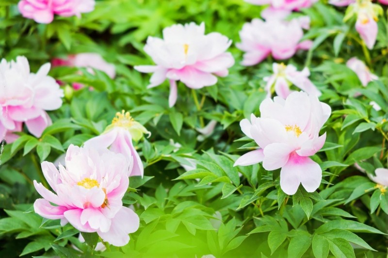 Το Λουογι?νγκ υποδ?χεται ν?ου? δημοσιογρ?φου? απ? την Ευρασ?α με ?ρωμα παι?νια?