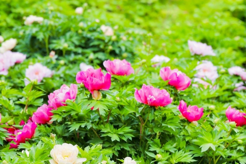 Το Λουογι?νγκ υποδ?χεται ν?ου? δημοσιογρ?φου? απ? την Ευρασ?α με ?ρωμα παι?νια?