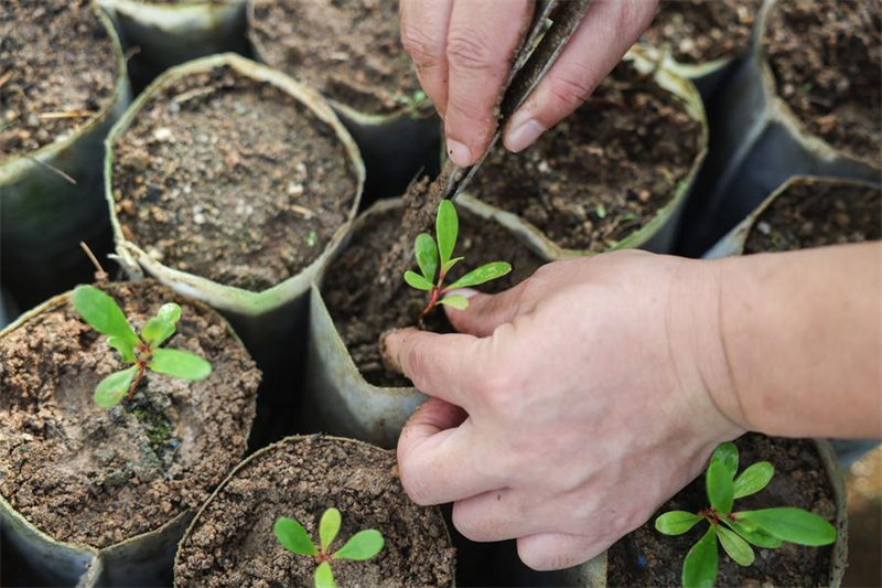 Απειλο?μενο φυτ? ανακ?μπτει χ?ρη στην επαγγελματικ? προστασ?α στη Χα?ν?ν τη? ν?τια? Κ?να?
