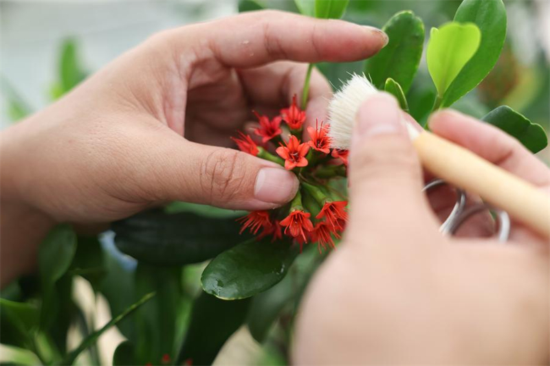 Ο Γου?νγκ Μπ?νγκιου, ερευνητ?? τη? Ακαδημ?α? Δασοπον?α? τη? Σ?νια, πραγματοποιε? πε?ραμα τεχνητ?? γονιμοπο?ηση? σε φυτ? Lumnitzera littorea σε θερμοκ?πιο τη? Ακαδημ?α? στη Σ?νια, στην επαρχ?α Χα?ν?ν τη? ν?τια? Κ?να?, 10 Απριλ?ου 2025. (Φωτογραφ?α / Xinhua)