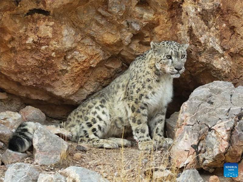 Η σπ?νια χιονολεοπ?ρδαλη ?ξεπροβ?λλει? στα υψ?πεδα τη? Σιτζ?νγκ
