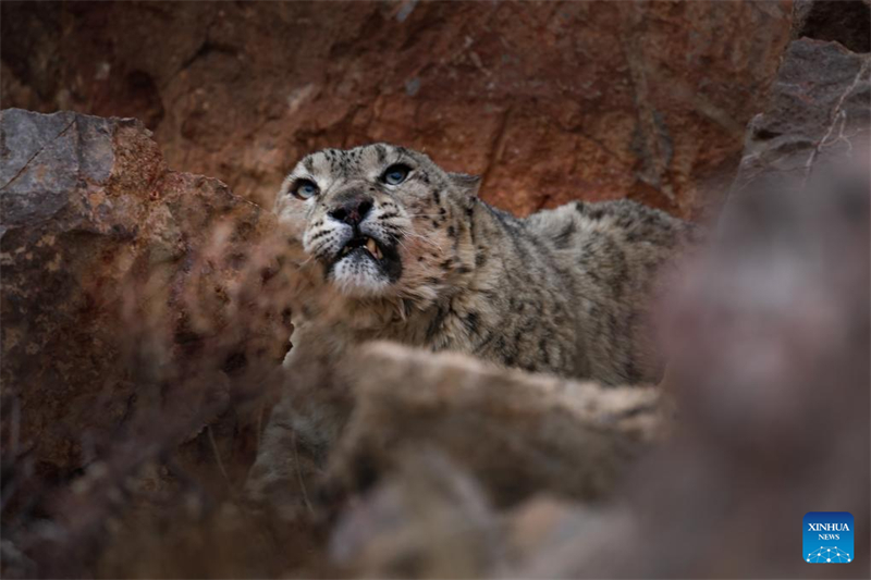 Η σπ?νια χιονολεοπ?ρδαλη ?ξεπροβ?λλει? στα υψ?πεδα τη? Σιτζ?νγκ