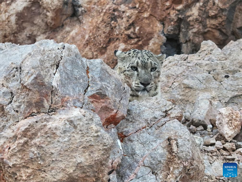 Η σπ?νια χιονολεοπ?ρδαλη ?ξεπροβ?λλει? στα υψ?πεδα τη? Σιτζ?νγκ