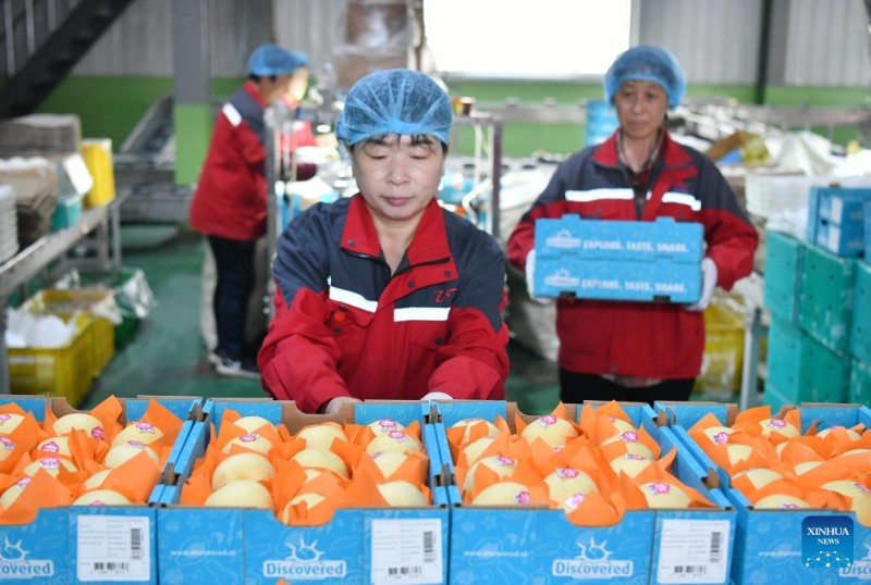 Εργ?τε? συσκευ?ζουν φρ?σκα αχλ?δια στην εταιρε?α Dongfang Fruit στην π?λη Μποτο?, στην επαρχ?α Χεμπ?ι τη? β?ρεια? Κ?να?, 7 Μα?ου 2025. 