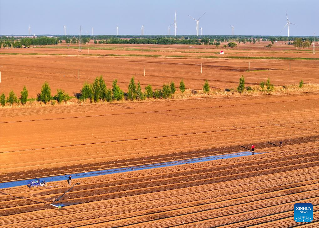 Στη κορ?φωσ? τη? η σπορ? καλαμποκιο? στην Εσωτερικ? Μογγολ?α τη? Κ?να?