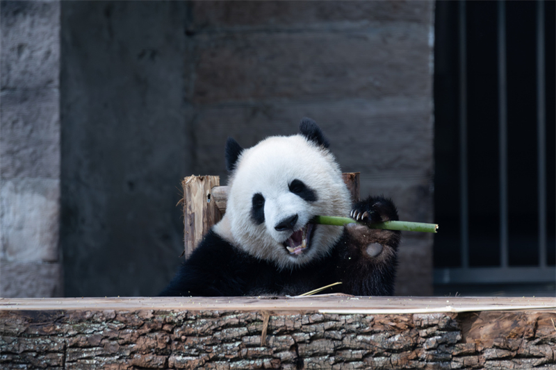 Τα γιγ?ντια π?ντα απολαμβ?νουν τη ζω? του? στο Τσονγκτσ?νγκ