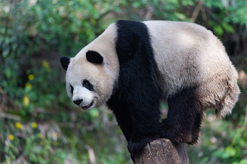 Τα γιγ?ντια π?ντα απολαμβ?νουν τη ζω? του? στο Τσονγκτσ?νγκ