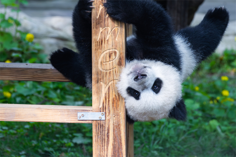 Τα γιγ?ντια π?ντα απολαμβ?νουν τη ζω? του? στο Τσονγκτσ?νγκ