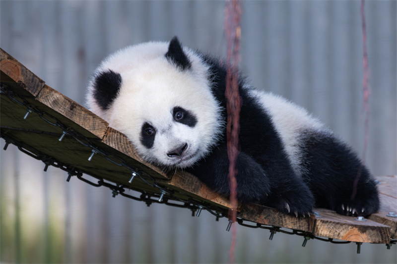 Τα γιγ?ντια π?ντα απολαμβ?νουν τη ζω? του? στο Τσονγκτσ?νγκ