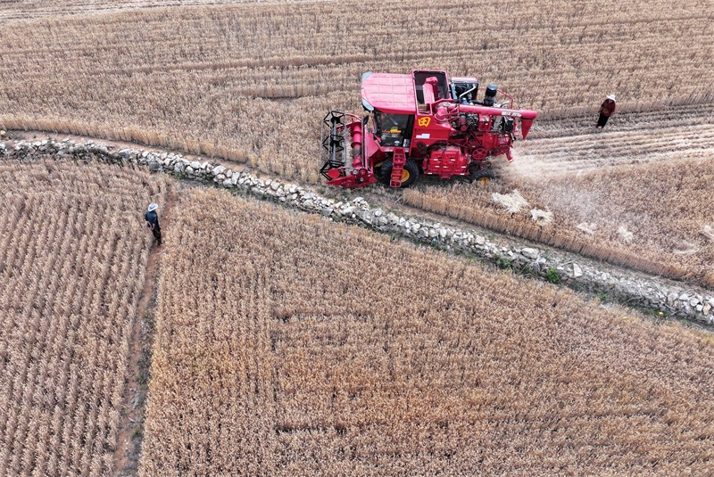 Επαρχ?α Σαντ?νγκ: Το θερισμ?νο σιτ?ρι δε?χνει μια ?φθονη ?πρ?τη συγκομιδ??