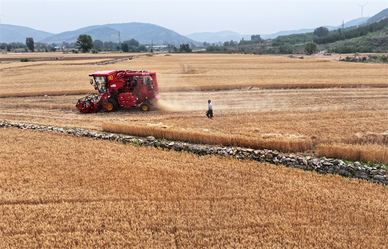 Επαρχ?α Σαντ?νγκ: Το θερισμ?νο σιτ?ρι δε?χνει μια ?φθονη ?πρ?τη συγκομιδ??