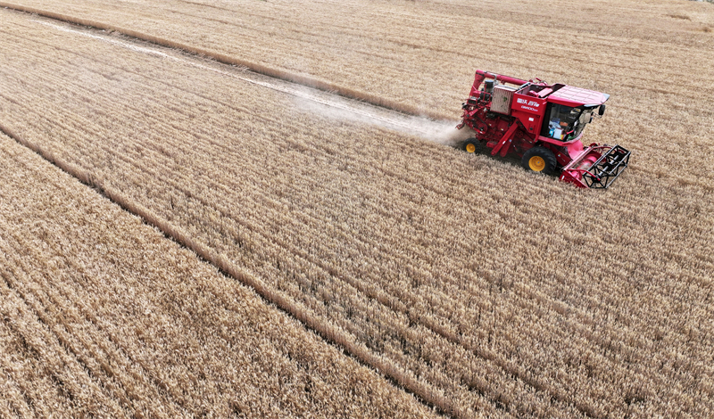 Επαρχ?α Σαντ?νγκ: Το θερισμ?νο σιτ?ρι δε?χνει μια ?φθονη ?πρ?τη συγκομιδ??