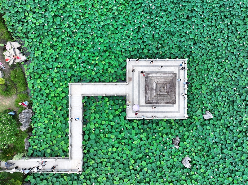 Π?λη Ναν?νγκ: ?νθη λωτο? σε πλ?ρη ?νθιση προσελκ?ουν τουρ?στε?