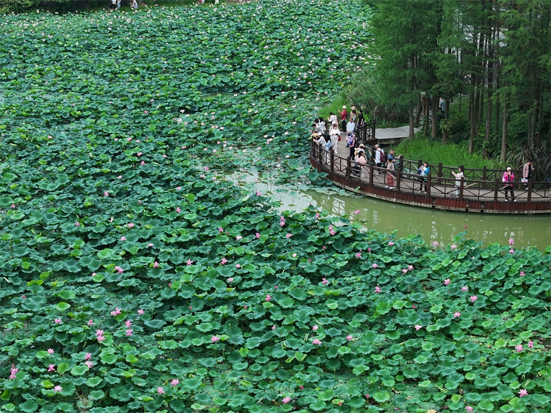 Π?λη Ναν?νγκ: ?νθη λωτο? σε πλ?ρη ?νθιση προσελκ?ουν τουρ?στε?