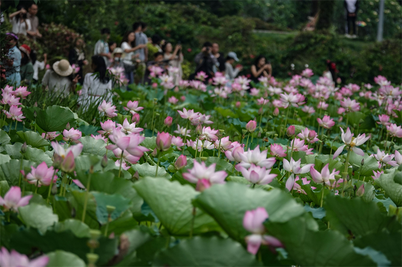 Π?λη Ναν?νγκ: ?νθη λωτο? σε πλ?ρη ?νθιση προσελκ?ουν τουρ?στε?