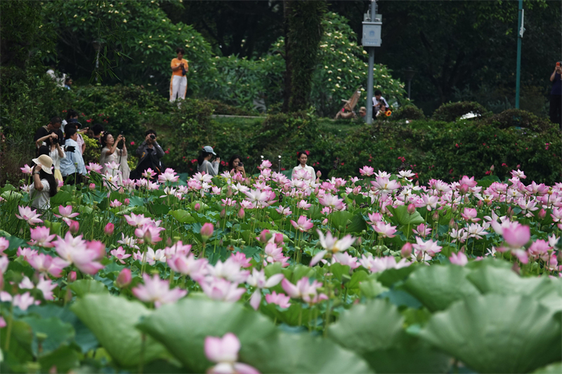 Π?λη Ναν?νγκ: ?νθη λωτο? σε πλ?ρη ?νθιση προσελκ?ουν τουρ?στε?