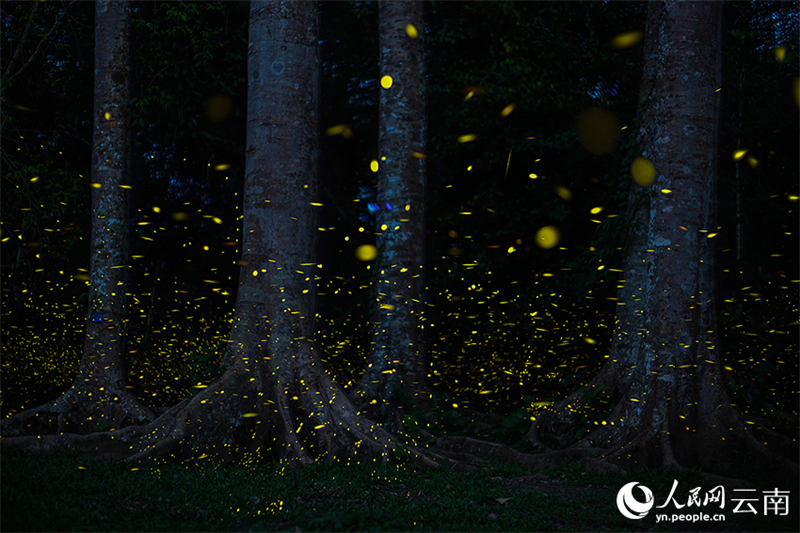 Πυγολαμπ?δε? προσφ?ρουν ?να εντυπωσιακ? θ?αμα φωτ?? στον Τροπικ? Βοτανικ? Κ?πο Σισουανγκμπανν?