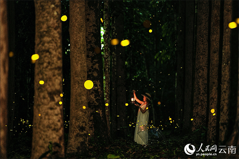 Πυγολαμπ?δε? προσφ?ρουν ?να εντυπωσιακ? θ?αμα φωτ?? στον Τροπικ? Βοτανικ? Κ?πο Σισουανγκμπανν?