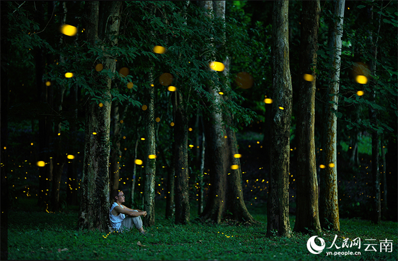 Πυγολαμπ?δε? προσφ?ρουν ?να εντυπωσιακ? θ?αμα φωτ?? στον Τροπικ? Βοτανικ? Κ?πο Σισουανγκμπανν?