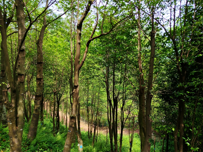 Το Π?ρκο Προστασ?α? ?υλη? Πολιτιστικ?? Κληρονομι?? Γκουανσι?νγκ στο ?ρο? Νταλ?νγκ (Daling) στην π?λη Ντονγκου?ν (Dongguan), τη? επαρχ?α? Γκουαντ?νγκ (Guangdong), ε?ναι μια απ? τι? πιο συγκεντρωμ?νε? περιοχ?? για την καλλι?ργεια δ?ντρων Γκουανσι?νγκ στην π?λη Ντονγκου?ν. (Φωτογραφ?α / Λα?κ? Καθημεριν? Online)
