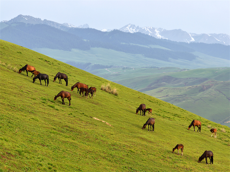 Αυτ?νομη Περιφ?ρεια Σιντζι?νγκ: Η ομορφι? των λιβαδι?ν Καλατζο?ν στι? αρχ?? του καλοκαιριο?