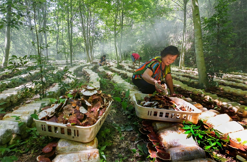 Αγρ?τε? εργ?ζονται στο δασικ? αγρ?κτημα Σιουτζι?νγκ τη? κομητε?α? Γκουανγκτσ?νγκ στην επαρχ?α Τζιανγκσ?. (Φωτογραφ?α / Λα?κ? Καθημεριν? Online)